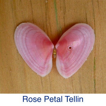 Tellin - Rose Petal