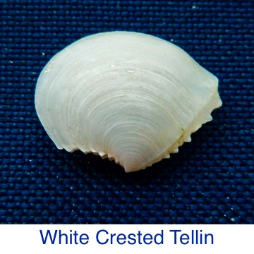 Tellin - White Crested Seashell ID