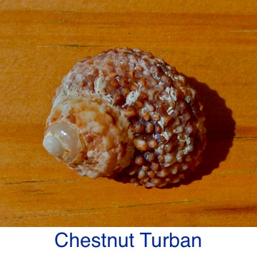 Turban - Chestnut ID