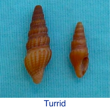 Turrid Seashell ID