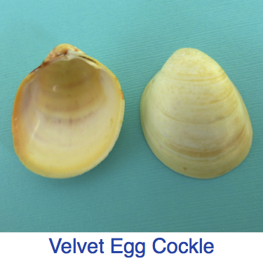Velvet Egg Cockle