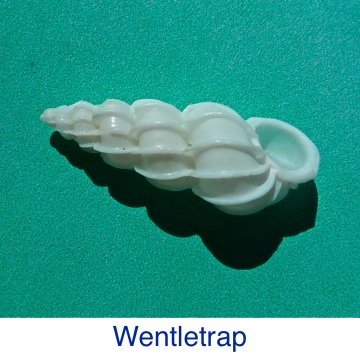 Wentletrap ID