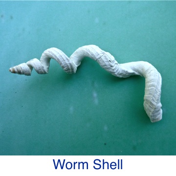 Worm Shell ID