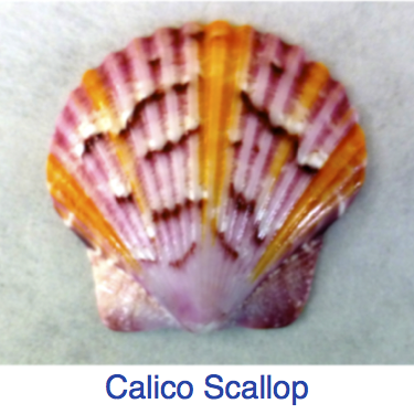 calico scallop ID