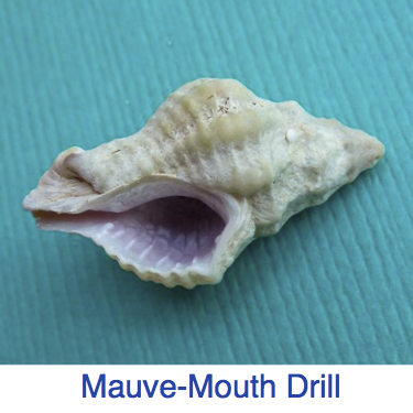 mauve-mouth drill ID