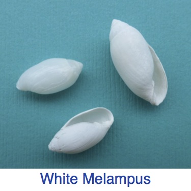 white melampus ID