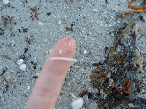 Tusk shell finger
