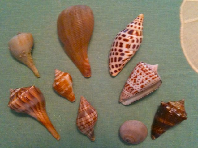 Early Bird Gets The Junonia | I Love Shelling