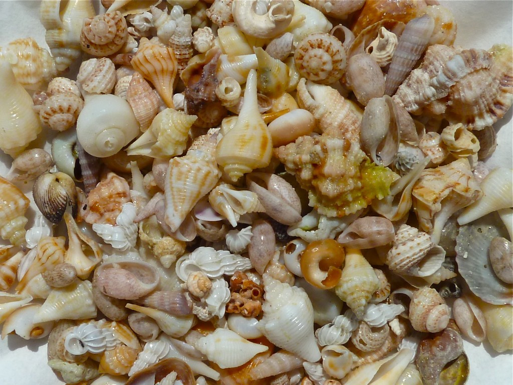 Shell Shelling My Family Visits The Island | I Love Shelling
