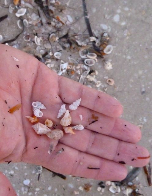 Wentletrap Trapping Part 2 Video | I Love Shelling