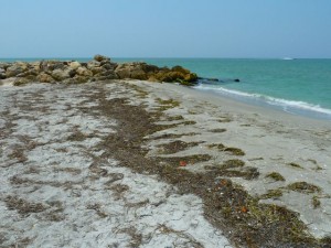 Beach Weeds BP