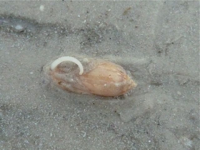 Tiny Trail In The Sand