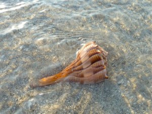 whelk in shallow