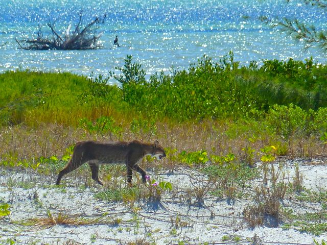 Bobcat On North Captiva Beach