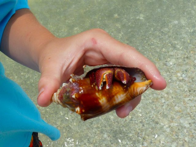 Hermit crab in fighting conch