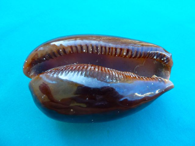 Atlantic Deer Cowrie Found on Sanibel