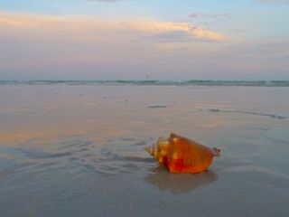fighting conch sunset