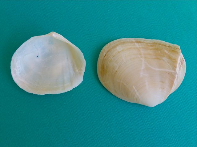 Road Trip To Honeymoon Island Florida- Part 3 Finale | I Love Shelling