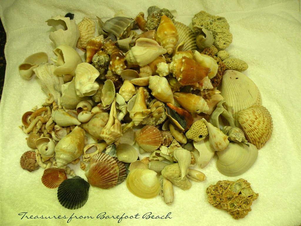 Barefootin’ With Shelling Sistas | I Love Shelling