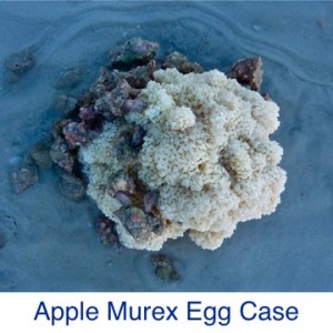 Apple Murex Egg Case ID