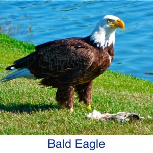 Bald Eagle ID