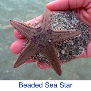 Royal Beaded Sea Star