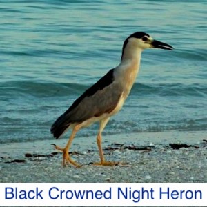 Black Crowned Night Heron ID