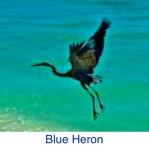 Blue Heron ID