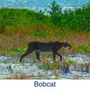Bobcat ID