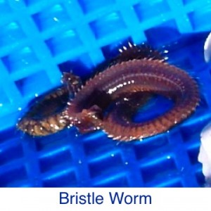 Bristle Worm Sea Life ID