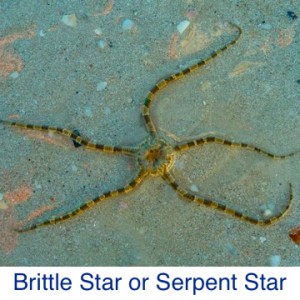 Brittle Serpent Star Sea I.D.