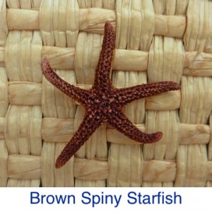 Brown Spiny Starfish