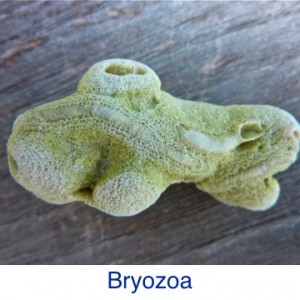 Bryozoa Beach Debris