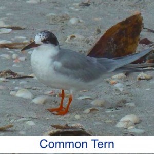 Common Tern ID