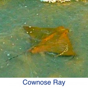 Cownose Ray ID