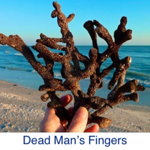 Dead Man's Fingers