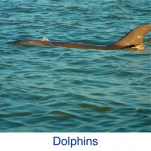 Dolphin ID