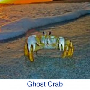 Ghost Crab Beach ID