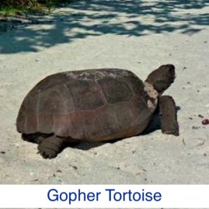 Gopher Tortoise ID