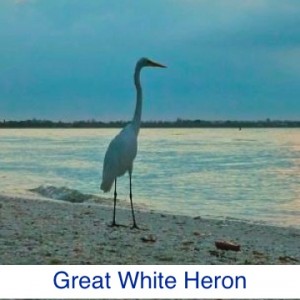 Great White Heron ID