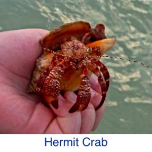 Hermit Crab in Seashell