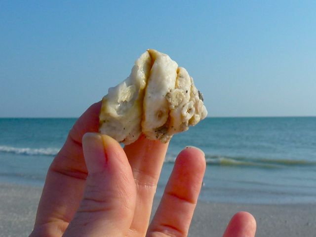 Carried Away By A Carrier Shell | I Love Shelling