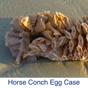 Horse Conch Egg Case ID
