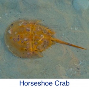 Horseshoe Crab ID