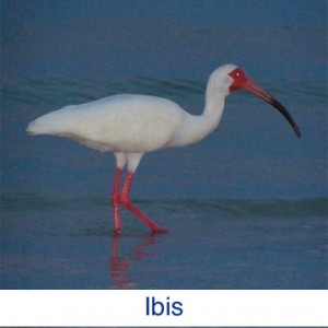 Ibis ID