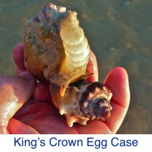 Kings Crown Egg case