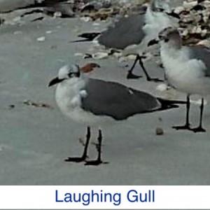 Laughing Gull ID