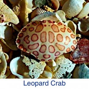 Leopard Crab Shell ID