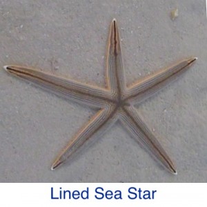 Lined Sea Star Starfish ID