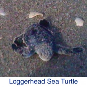 Loggerhead Sea Turtle